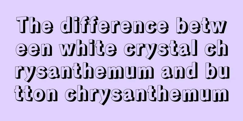 The difference between white crystal chrysanthemum and button chrysanthemum