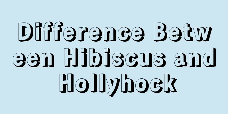 Difference Between Hibiscus and Hollyhock