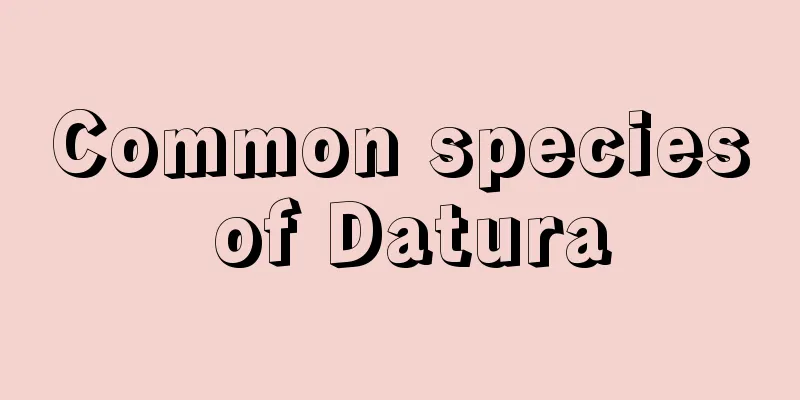 Common species of Datura