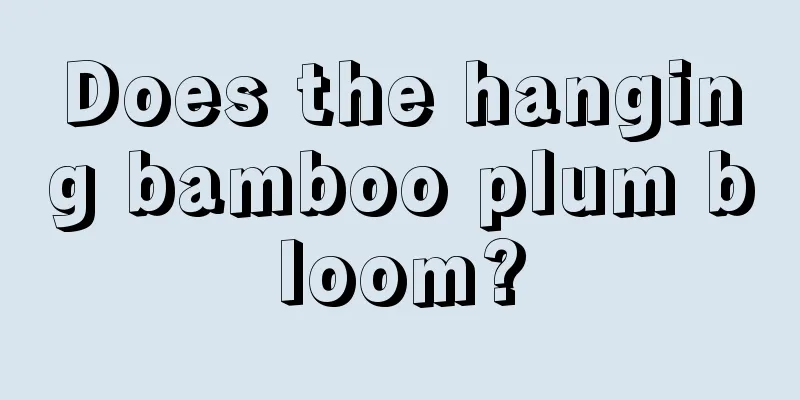 Does the hanging bamboo plum bloom?