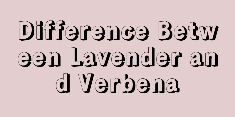 Difference Between Lavender and Verbena