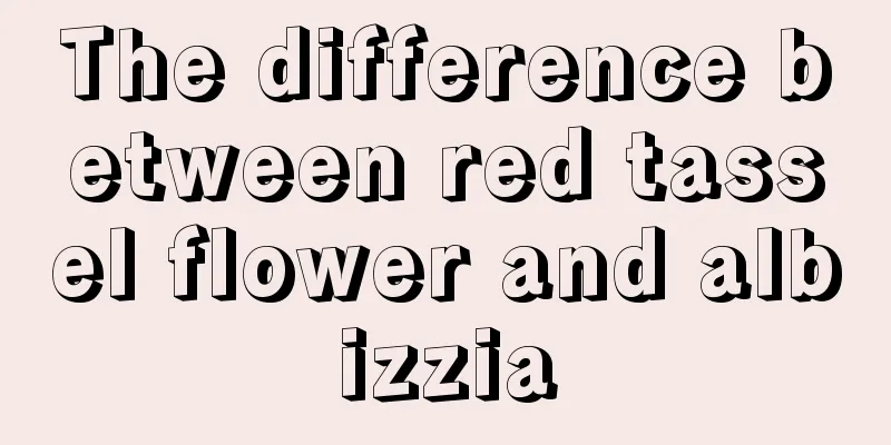 The difference between red tassel flower and albizzia