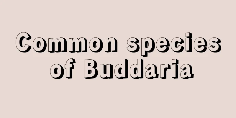 Common species of Buddaria