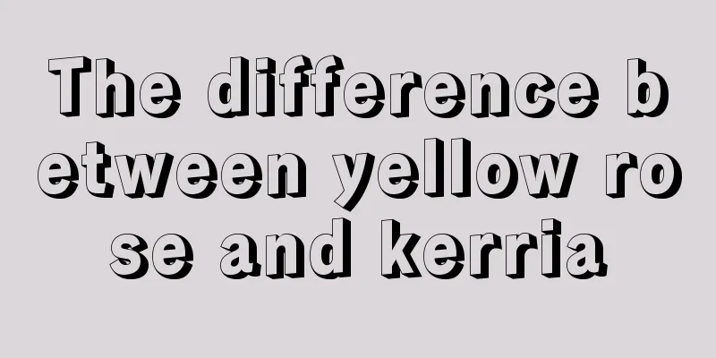 The difference between yellow rose and kerria