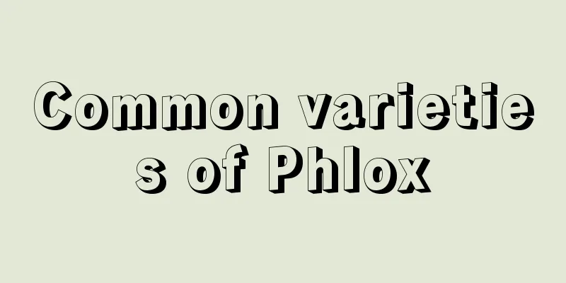 Common varieties of Phlox