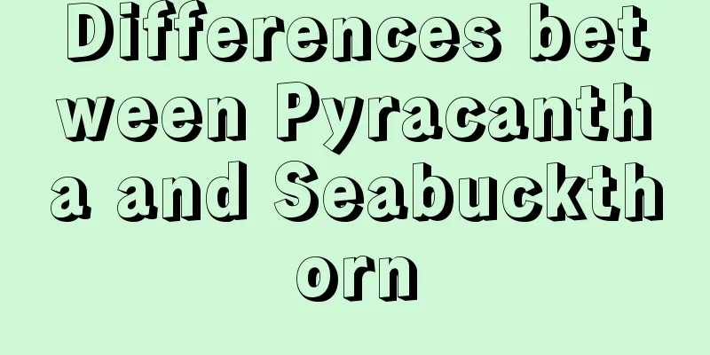 Differences between Pyracantha and Seabuckthorn