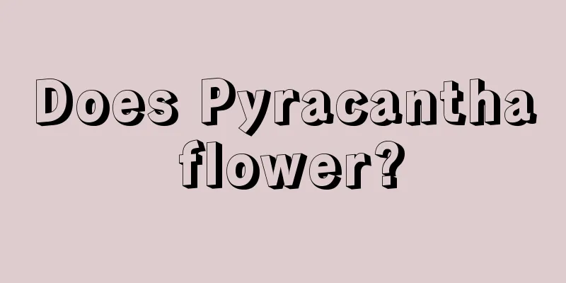 Does Pyracantha flower?