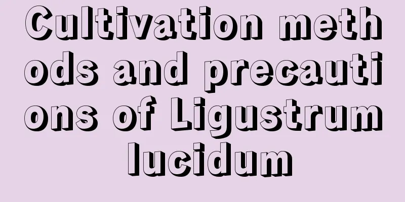 Cultivation methods and precautions of Ligustrum lucidum