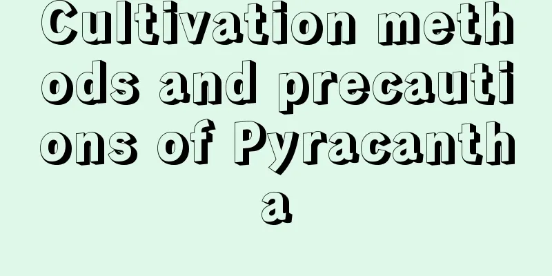 Cultivation methods and precautions of Pyracantha