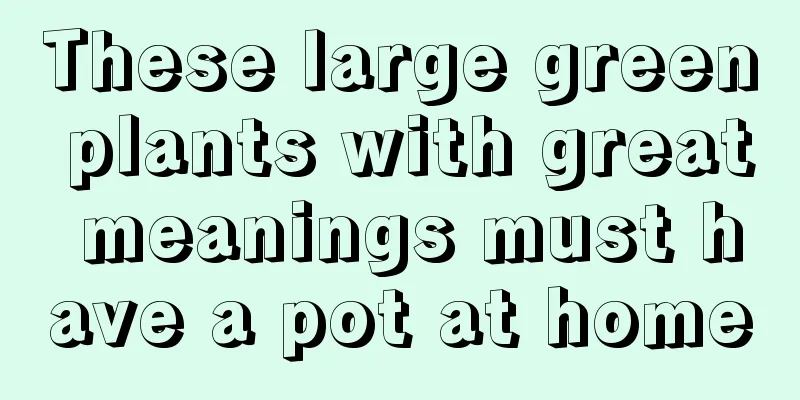 These large green plants with great meanings must have a pot at home