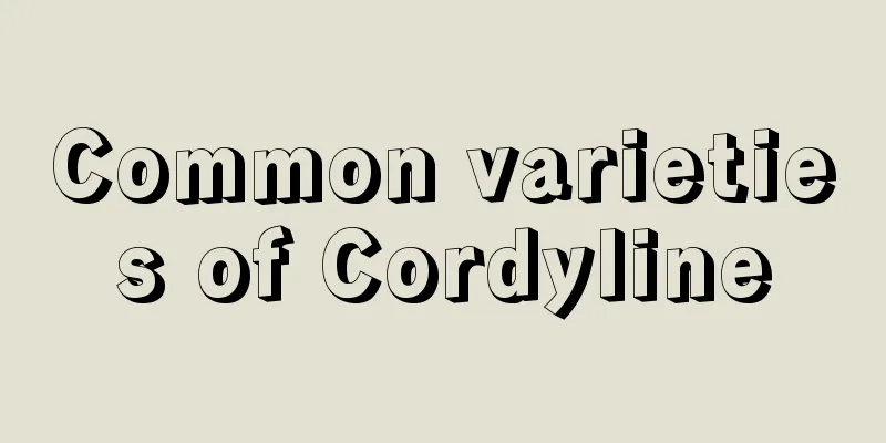 Common varieties of Cordyline