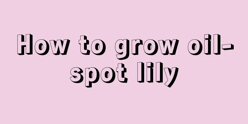 How to grow oil-spot lily