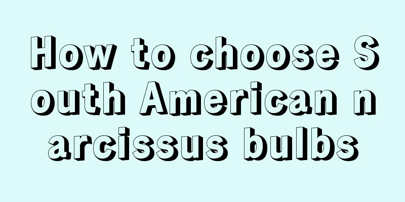 How to choose South American narcissus bulbs