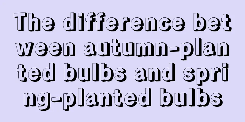 The difference between autumn-planted bulbs and spring-planted bulbs