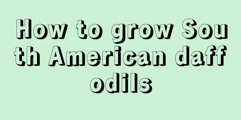 How to grow South American daffodils