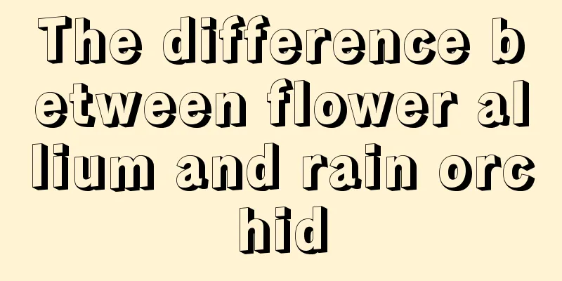 The difference between flower allium and rain orchid