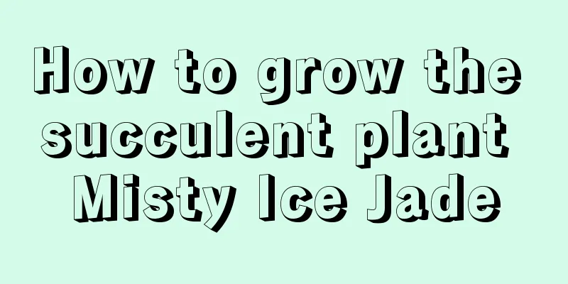 How to grow the succulent plant Misty Ice Jade