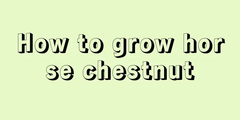 How to grow horse chestnut