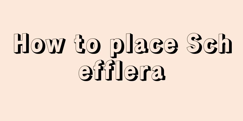 How to place Schefflera