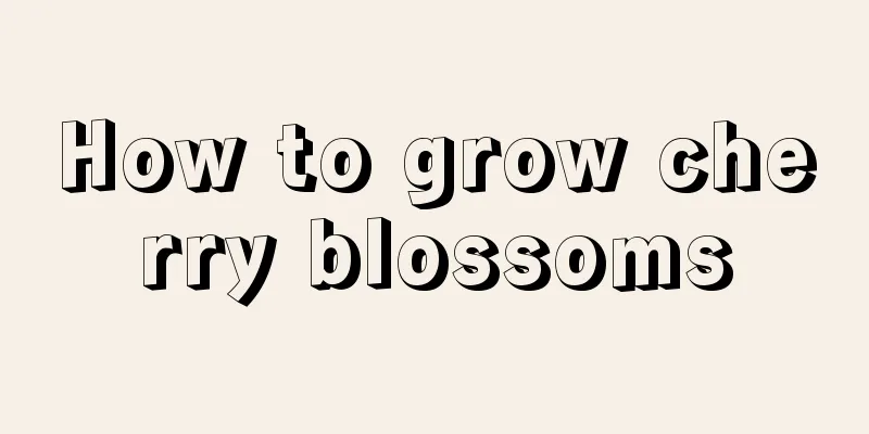 How to grow cherry blossoms