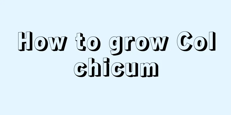 How to grow Colchicum