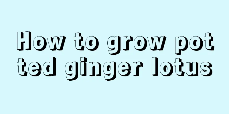 How to grow potted ginger lotus