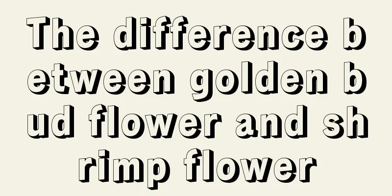 The difference between golden bud flower and shrimp flower