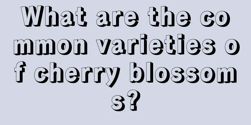 What are the common varieties of cherry blossoms?