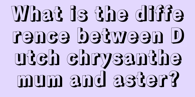 What is the difference between Dutch chrysanthemum and aster?