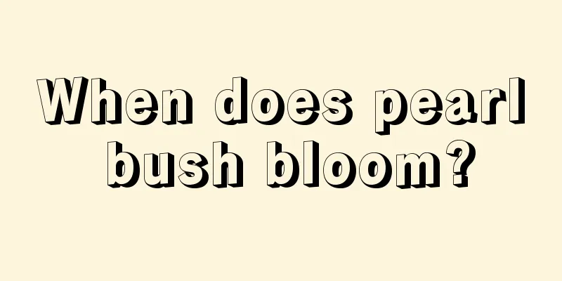 When does pearl bush bloom?