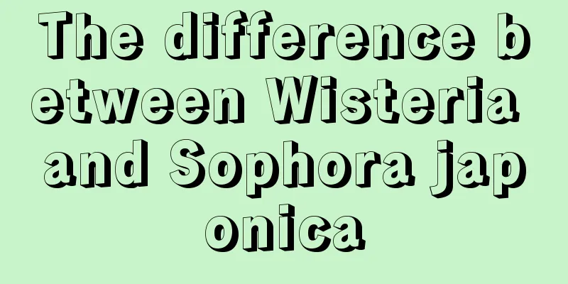 The difference between Wisteria and Sophora japonica