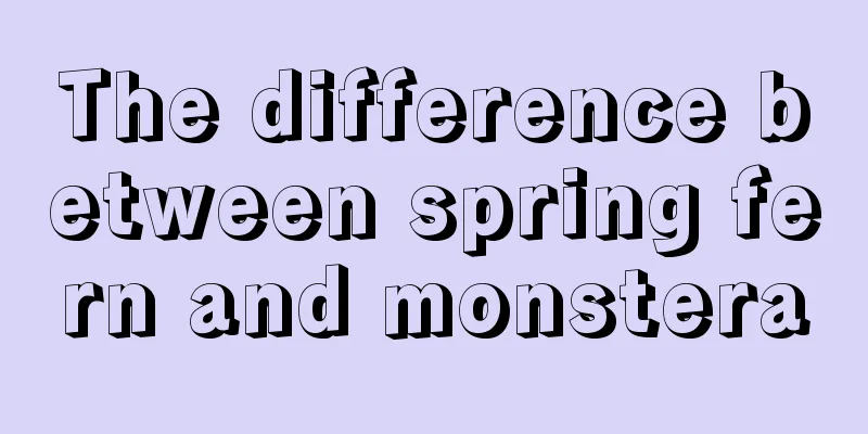 The difference between spring fern and monstera