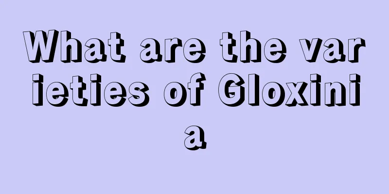 What are the varieties of Gloxinia