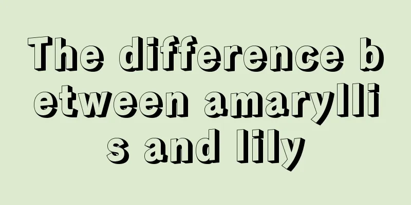 The difference between amaryllis and lily