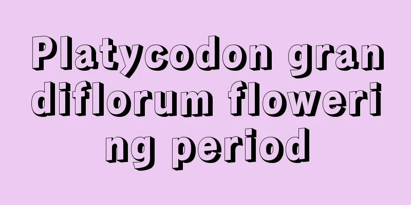 Platycodon grandiflorum flowering period