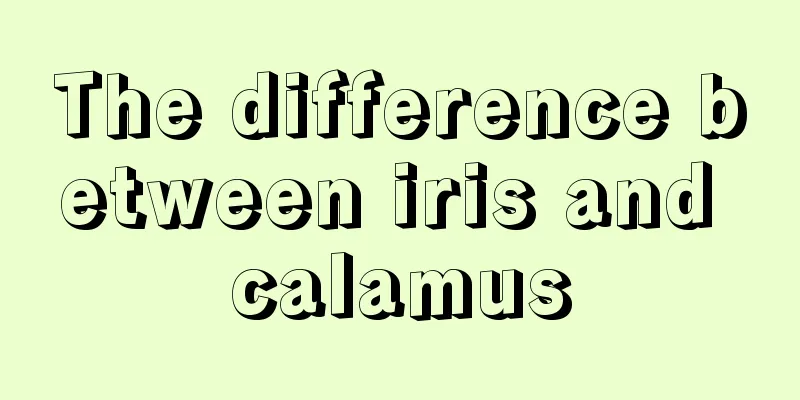 The difference between iris and calamus