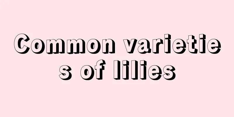 Common varieties of lilies