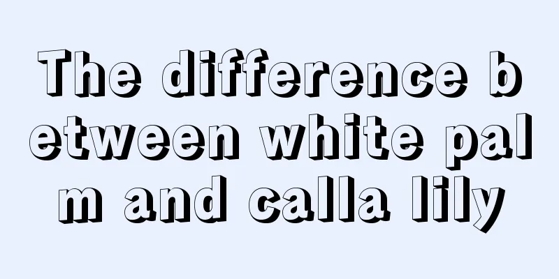 The difference between white palm and calla lily