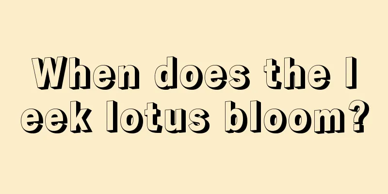 When does the leek lotus bloom?