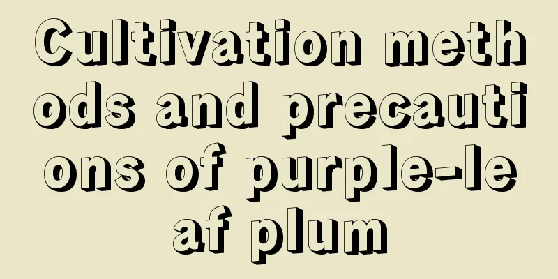 Cultivation methods and precautions of purple-leaf plum