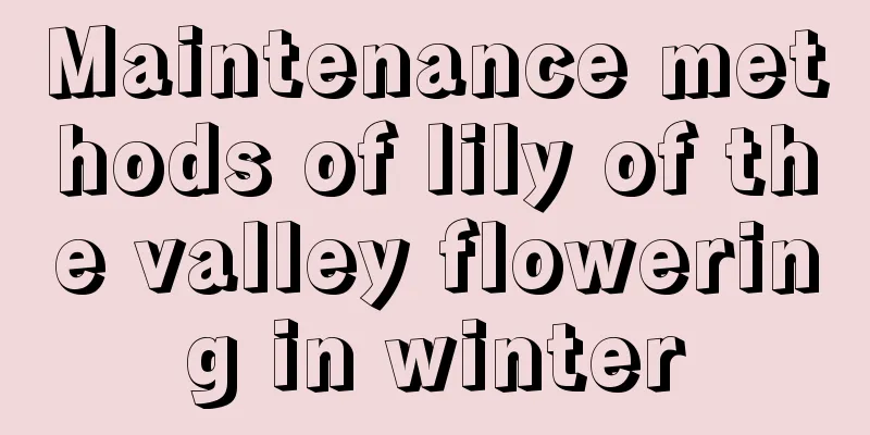 Maintenance methods of lily of the valley flowering in winter