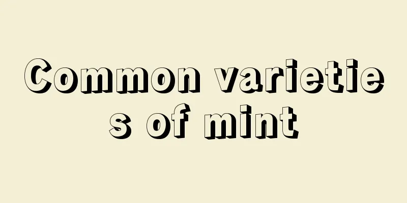 Common varieties of mint