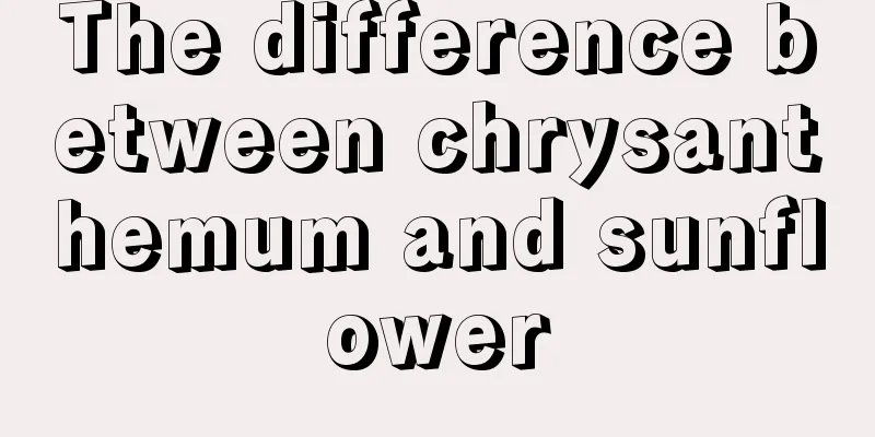 The difference between chrysanthemum and sunflower