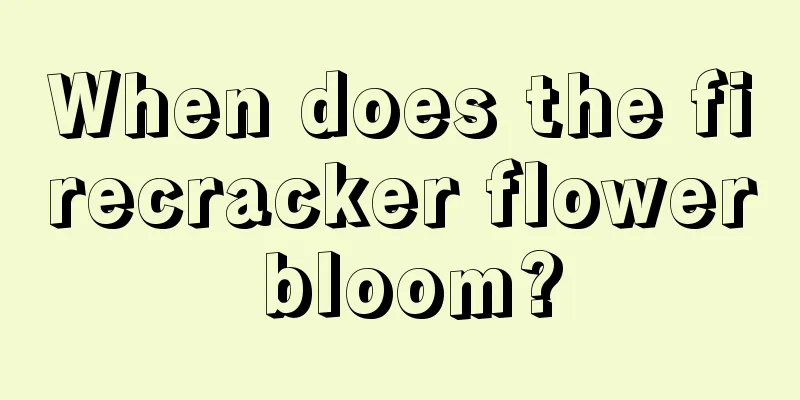 When does the firecracker flower bloom?