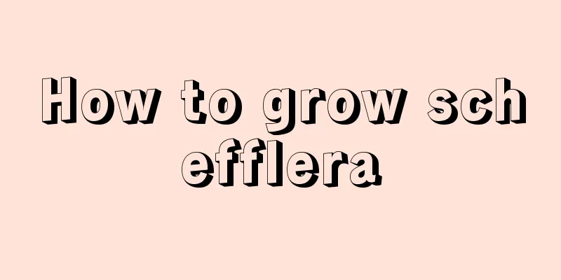 How to grow schefflera