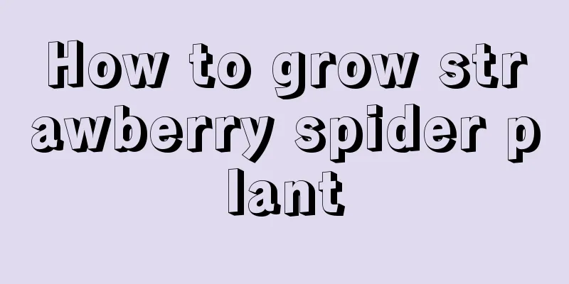 How to grow strawberry spider plant