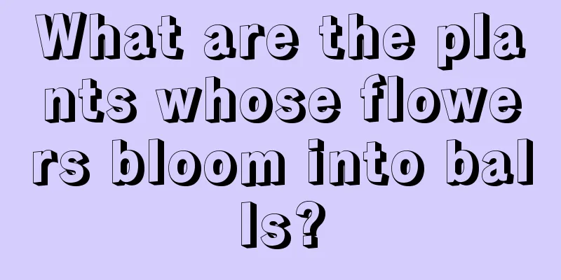 What are the plants whose flowers bloom into balls?