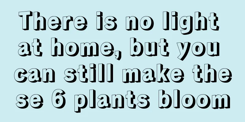 There is no light at home, but you can still make these 6 plants bloom