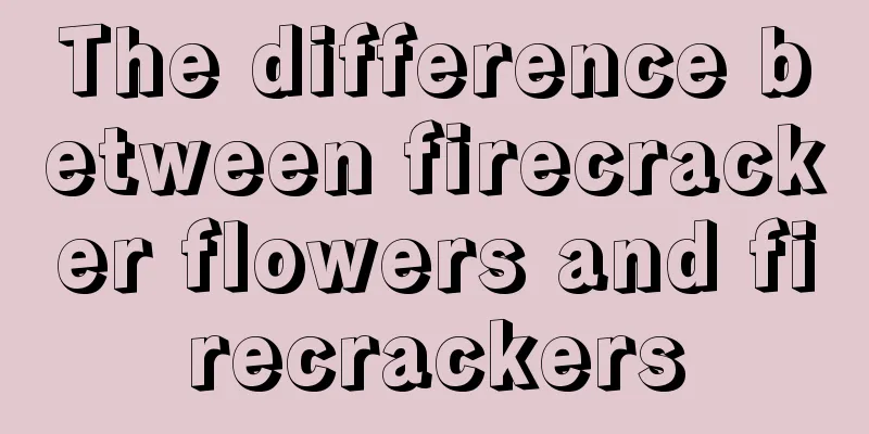 The difference between firecracker flowers and firecrackers