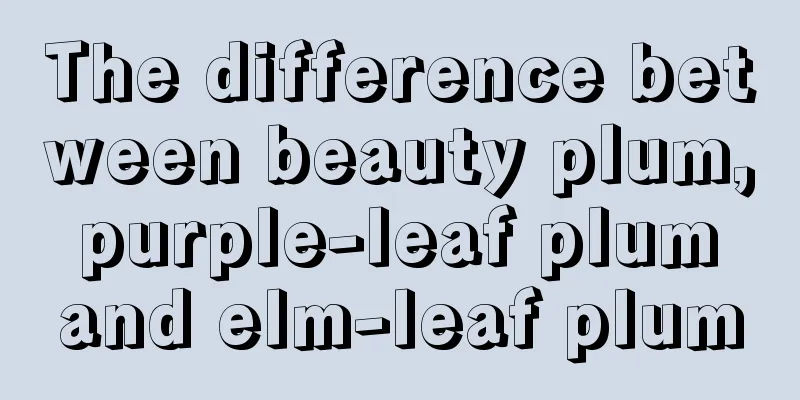 The difference between beauty plum, purple-leaf plum and elm-leaf plum